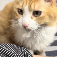 飼い主さんに甘える茶白猫