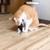 子猫をなめてあげる先住猫