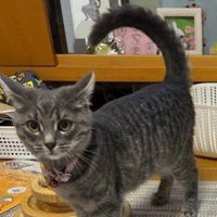 紙の隣に立つ子猫