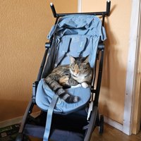 ベビーカーで眠る猫