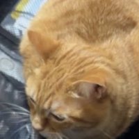 キャリーバッグの中に座る茶トラ猫