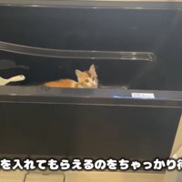 バスタブの中に入っている猫
