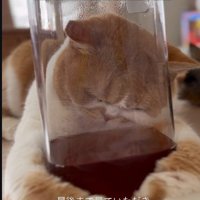 ピッチャーに頭を押し付ける猫