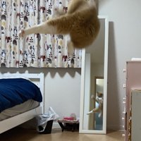 ジャンプする猫