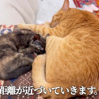 寝ている茶トラ猫とサビ猫