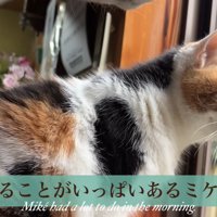 テロップ「朝はやることが～」