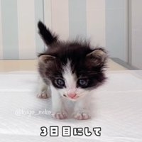立っている子猫