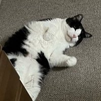 床に転がって遊んでいる猫