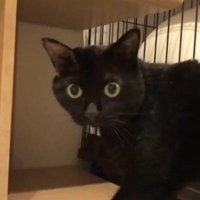 再び振り返る猫