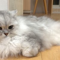 白グレー猫