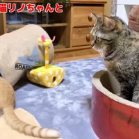 子猫を見つめて