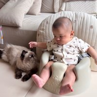 座る赤ちゃんを見る猫