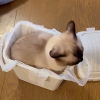 箱の中で座る猫
