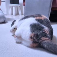寝転がる猫