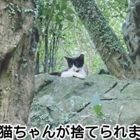 岩の上に座る猫