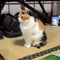 座って前を向く猫