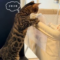 ベビーベッドの縁に前足をかけて赤ちゃんを眺める猫