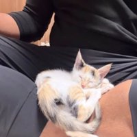 寝ている子猫