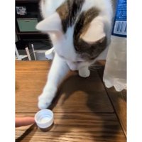ペットボトルの蓋で遊ぶ猫