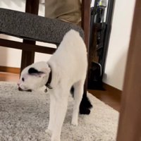 緊張で細くなる猫