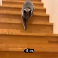 右前足を伸ばして階段を下りる猫