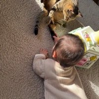 床に座っている猫と赤ちゃん