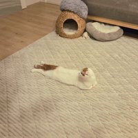 うつ伏せになって真後ろに首を曲げている猫