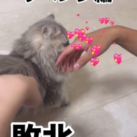 顔を寄せる猫