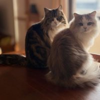 テーブルの上の猫たち