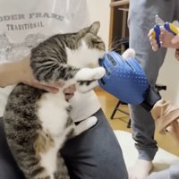 爪を切られて噛みついて抵抗する猫