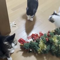 倒れたツリーと3匹の猫さん