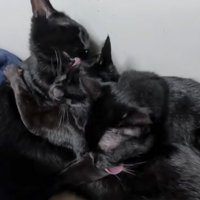挟まれる猫