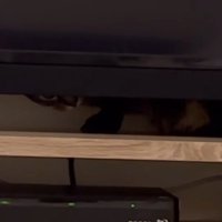 下から覗くももまるちゃん