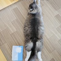 ティッシュ箱の隣に寝そべるサイベリアン