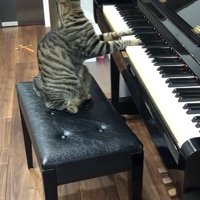 鍵盤を押している猫