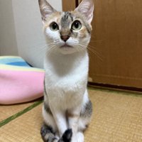 おすわりする猫