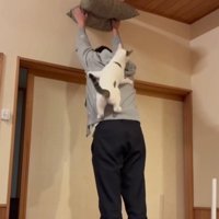座布団を掲げる飼い主と猫