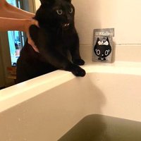 浴槽のふちでびっくり顔の黒猫