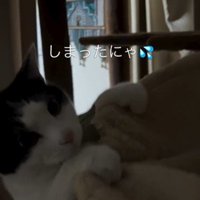 ハンモックに掴まっている猫