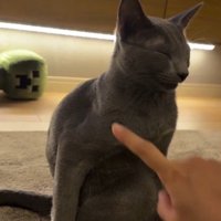 猫に指を近づける飼い主