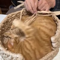 右前足がブレた制作途中の猫ちぐらの中にいる猫