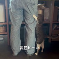 飼い主の脚にしがみつく猫