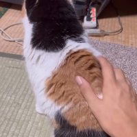 背中をなでられる猫