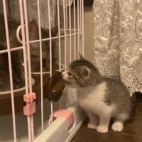 鳴き声を上げて