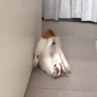 転がる猫