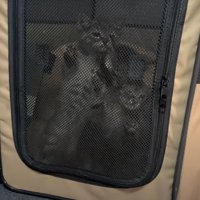 ケージの中の猫