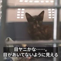 キャリーの奥にいる子猫