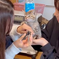 首元を持ち上げられる子猫