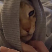 服の袖口を広げる飼い主