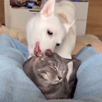 耳を舐め合う犬猫さんたち